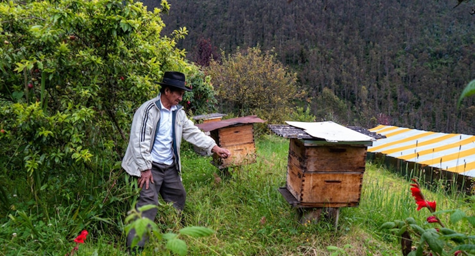 Local Honey Farming 
