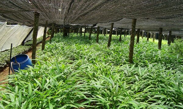 Cardamom Nursery