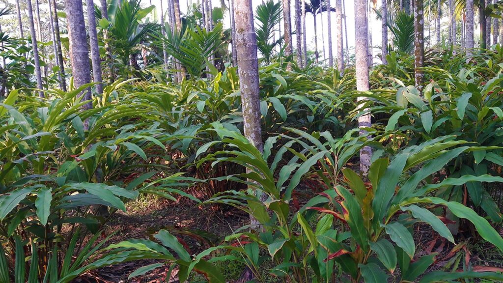 Alaichi Farming in Nepal