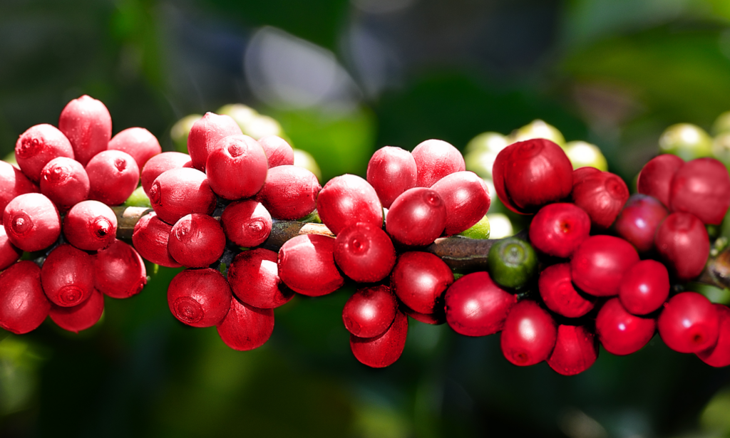 Coffee Seeds
