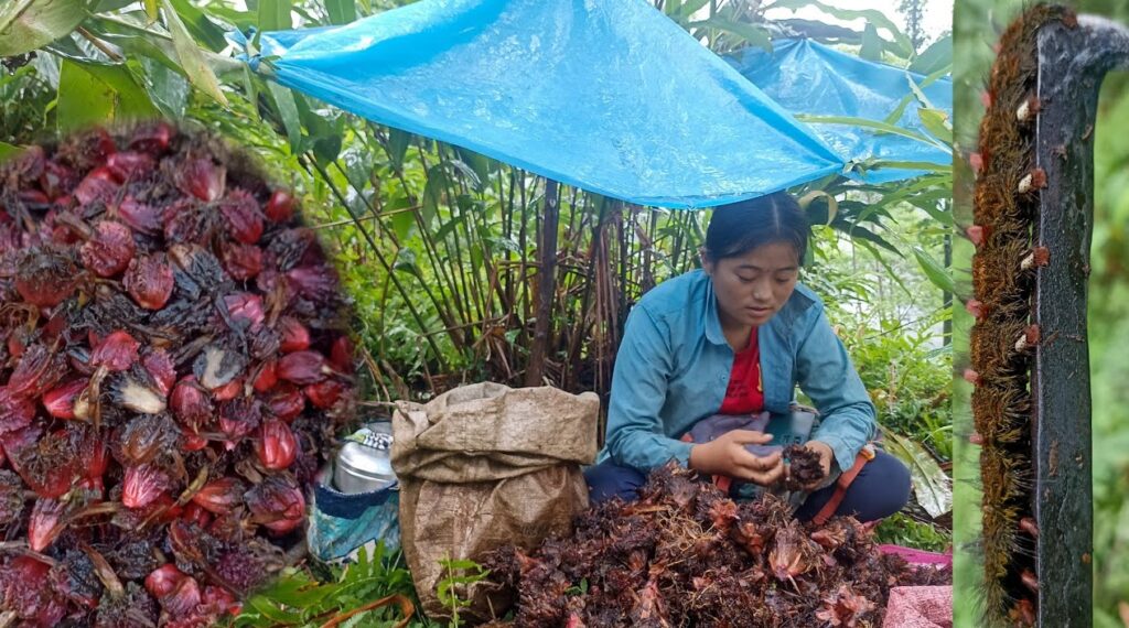 Cardamom Harvesting