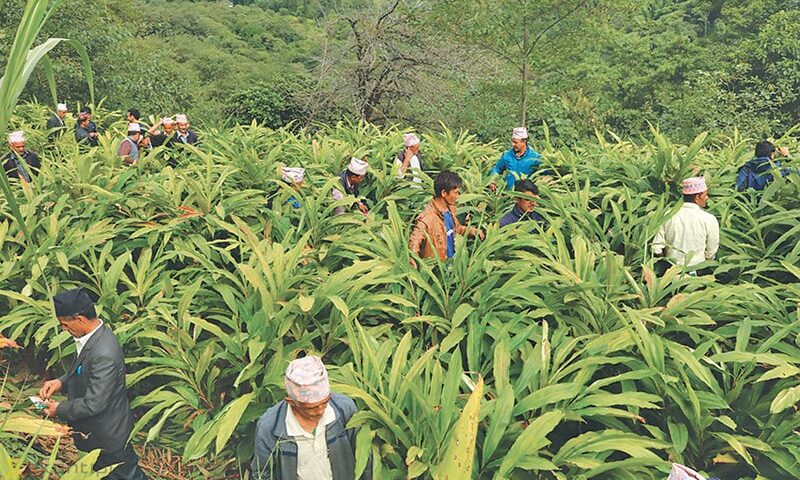 Cardamom Farming in Nepal