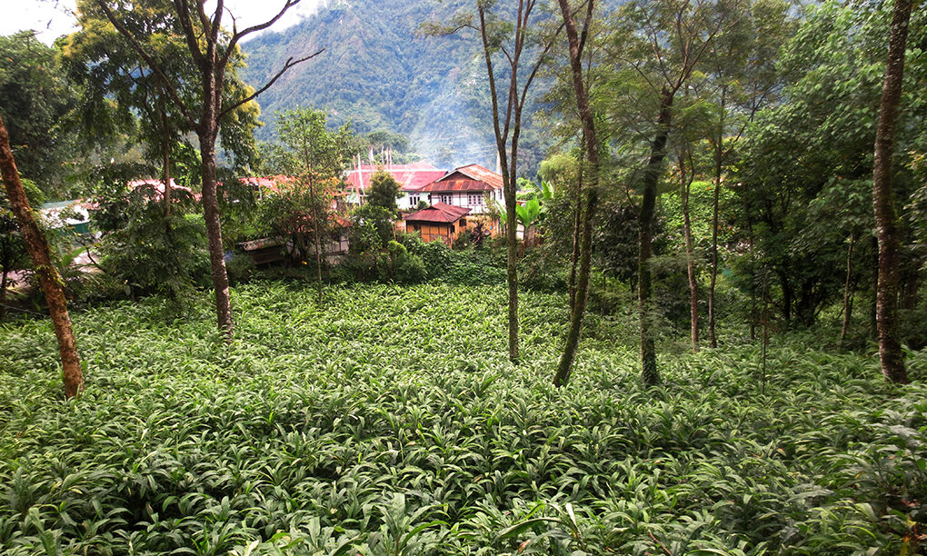 Cardamom Farming 
