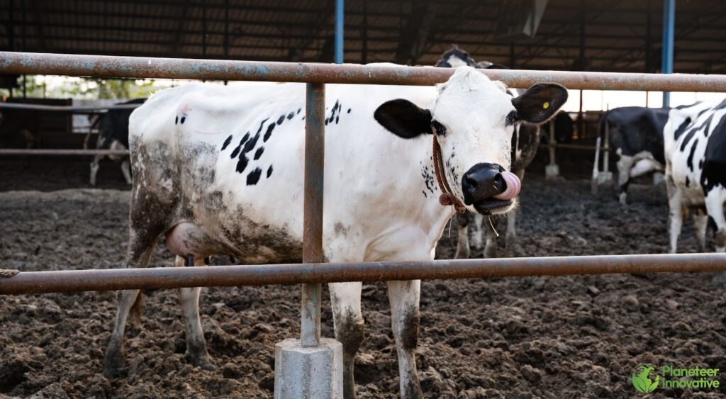 Disease Prevention and Cattle Health Training