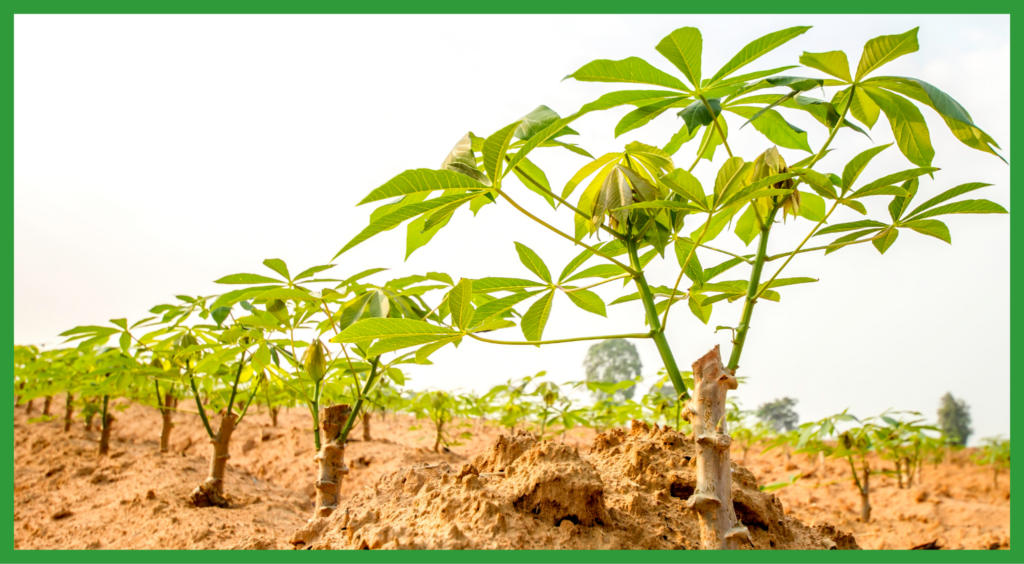 Cassava Farming in Nepal