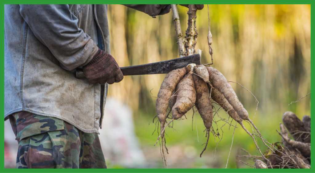 Cassava Harvesting