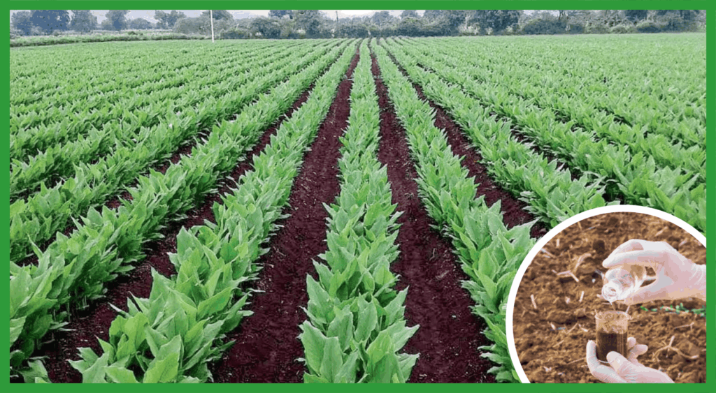 Climate for Turmeric Farming