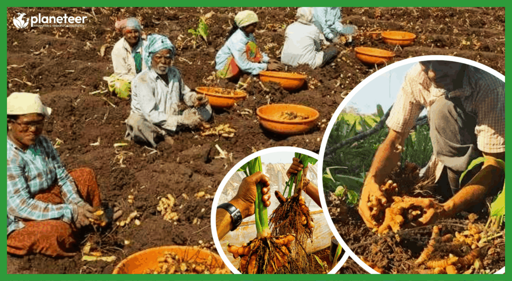 Turmeric Farming Harvest