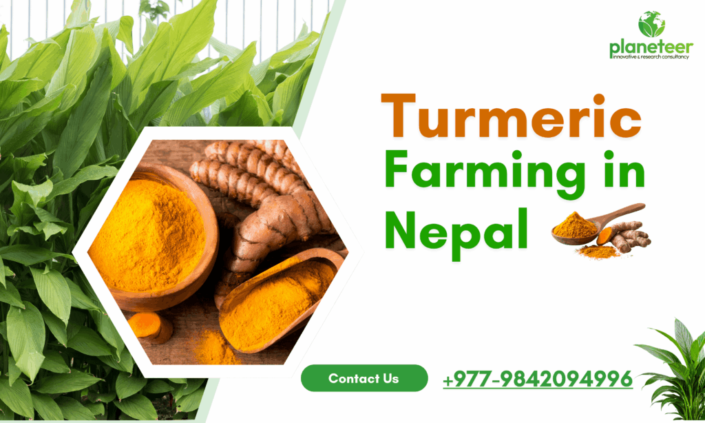 Turmeric Farming Agribusiness in Nepal,