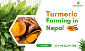 How to Start Commercial Turmeric Farming in Nepal: Complete Agribusiness Guide for 2026