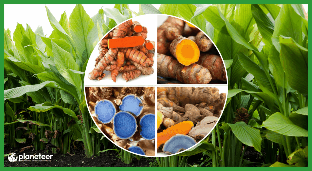 Best Turmeric Farming in Nepal
